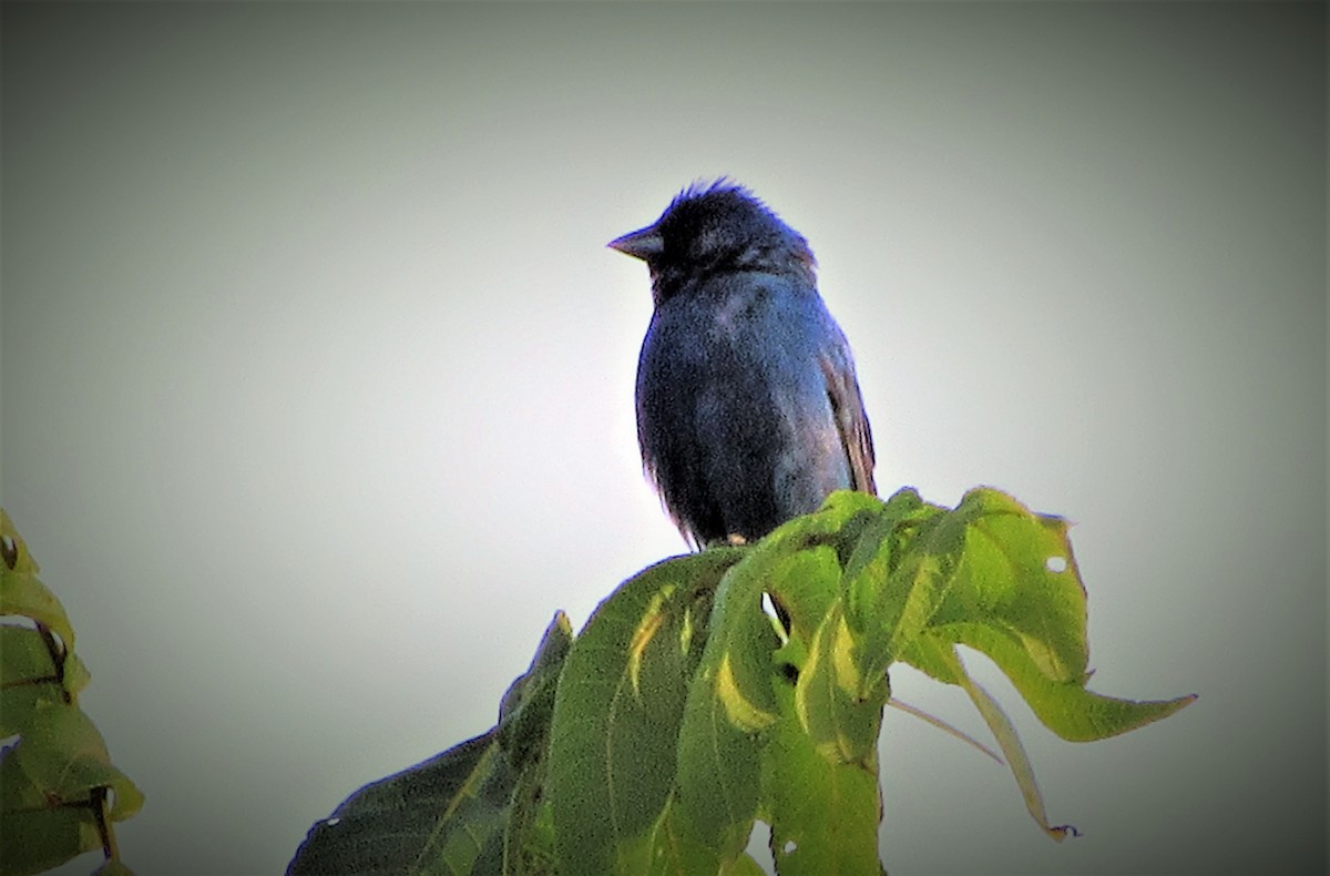 Indigo Bunting - ML249921061