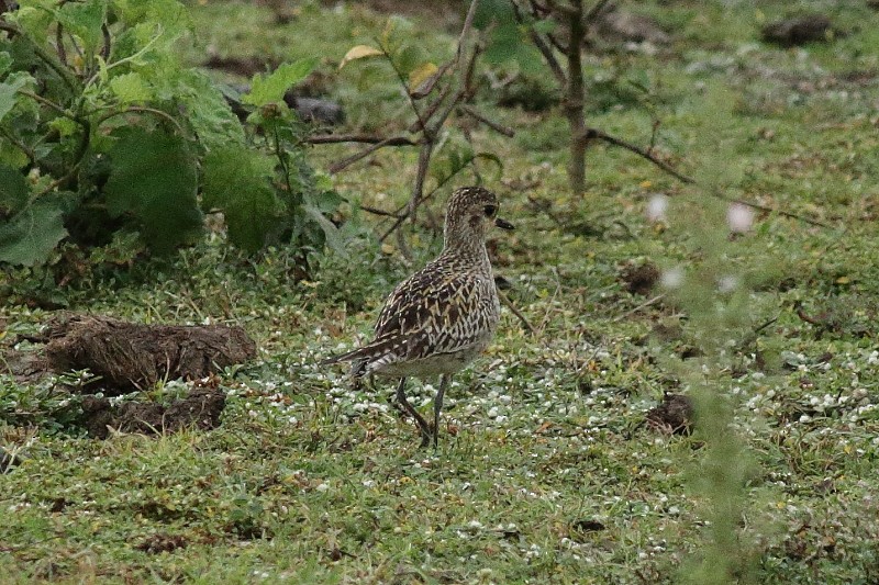 Pacific Golden-Plover - ML249924261