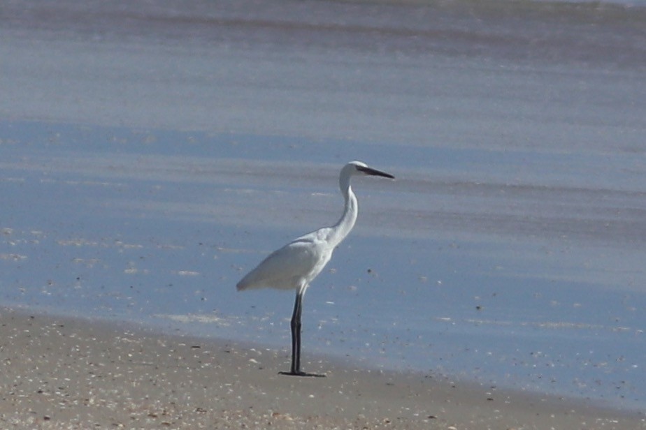 Reddish Egret - ML249924271