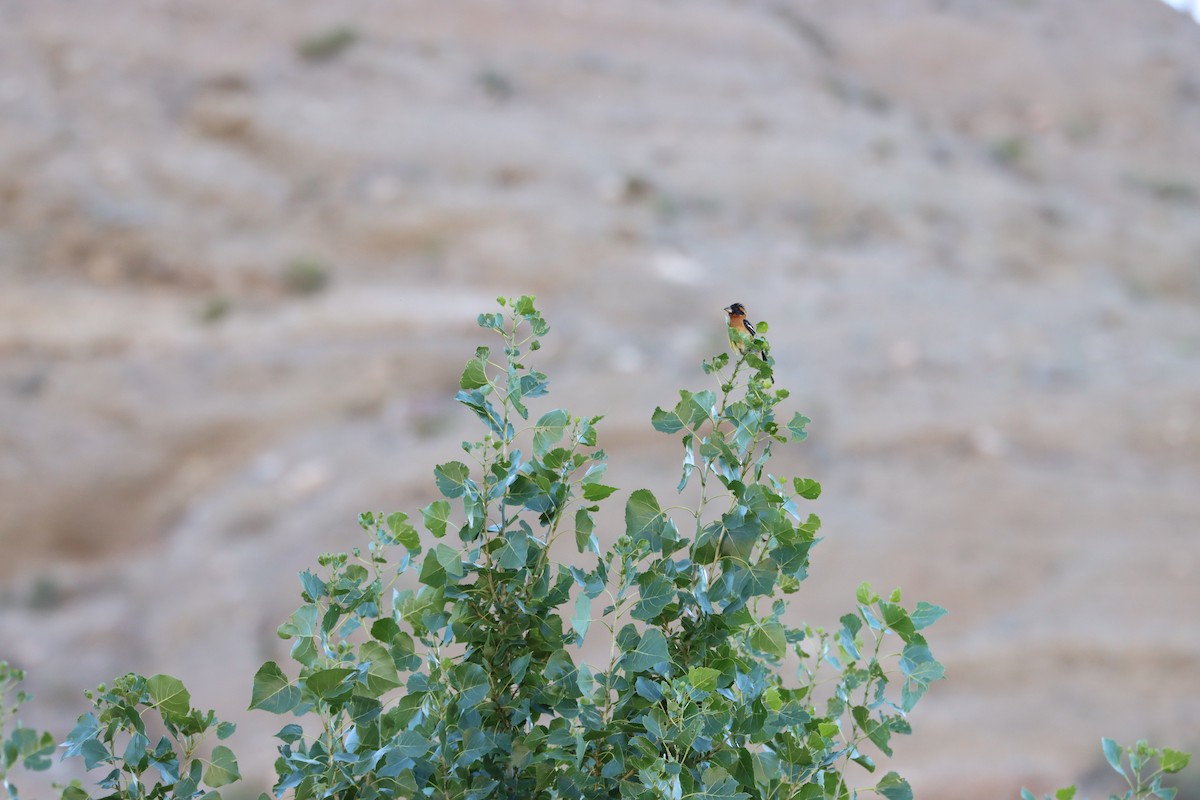 Black-headed Grosbeak - ML249925021