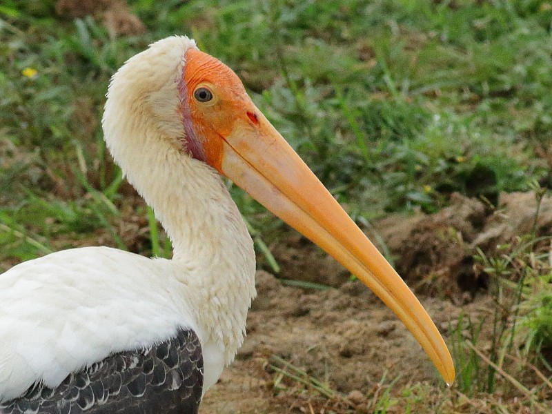 Painted Stork - ML249925421