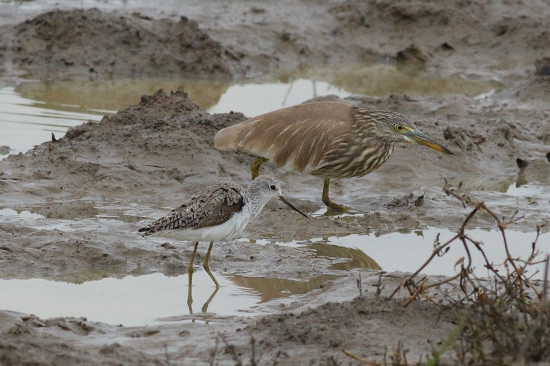 Indian Pond-Heron - ML249925531