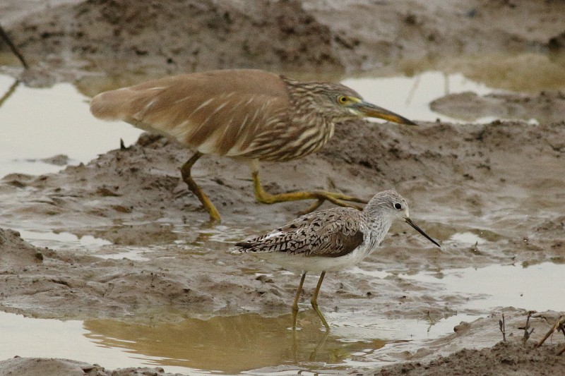 Indian Pond-Heron - ML249925541