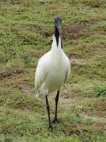 ibis černohlavý - ML249925621