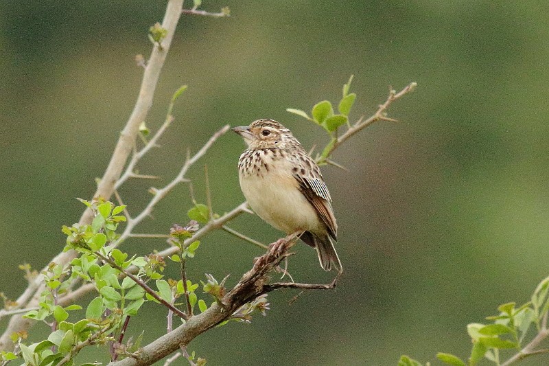 Jerdon's Bushlark - Dermot Breen