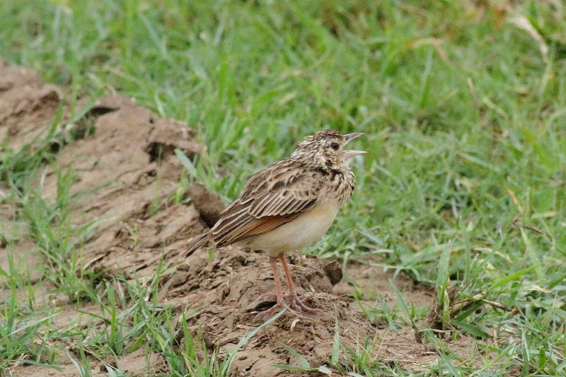 Jerdon's Bushlark - ML249926071