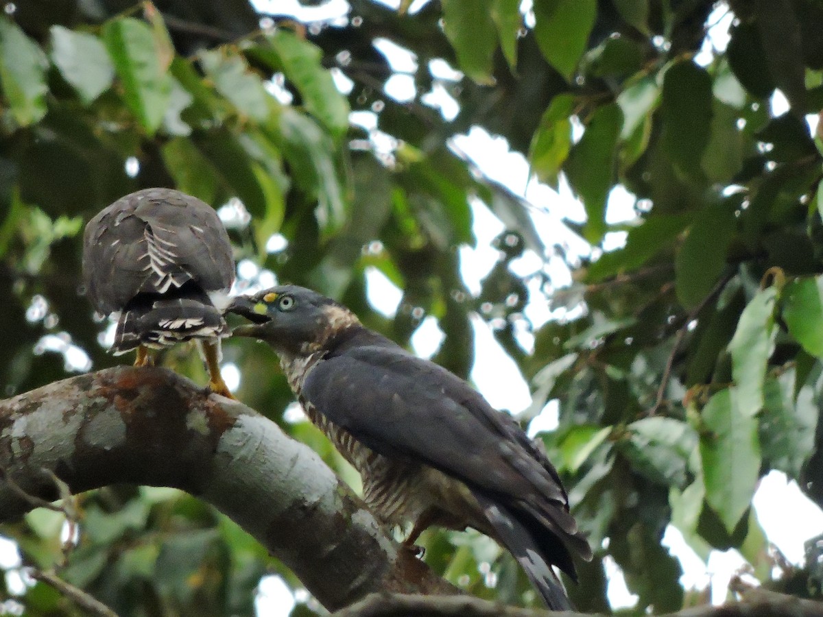 Hook-billed Kite - Harold Rodriguez