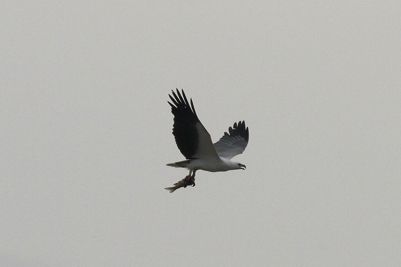 White-bellied Sea-Eagle - Dermot Breen