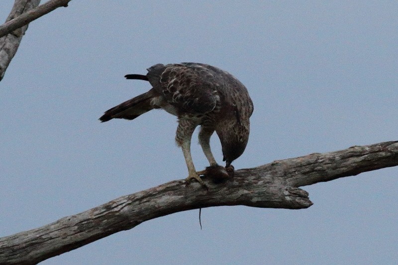 Changeable Hawk-Eagle (Crested) - Dermot Breen