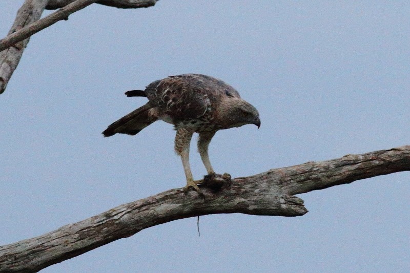 Indienhaubenadler (cirrhatus/ceylanensis) - ML249926391