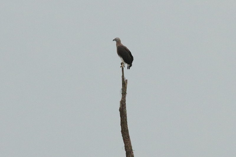 Gray-headed Fish-Eagle - ML249926441