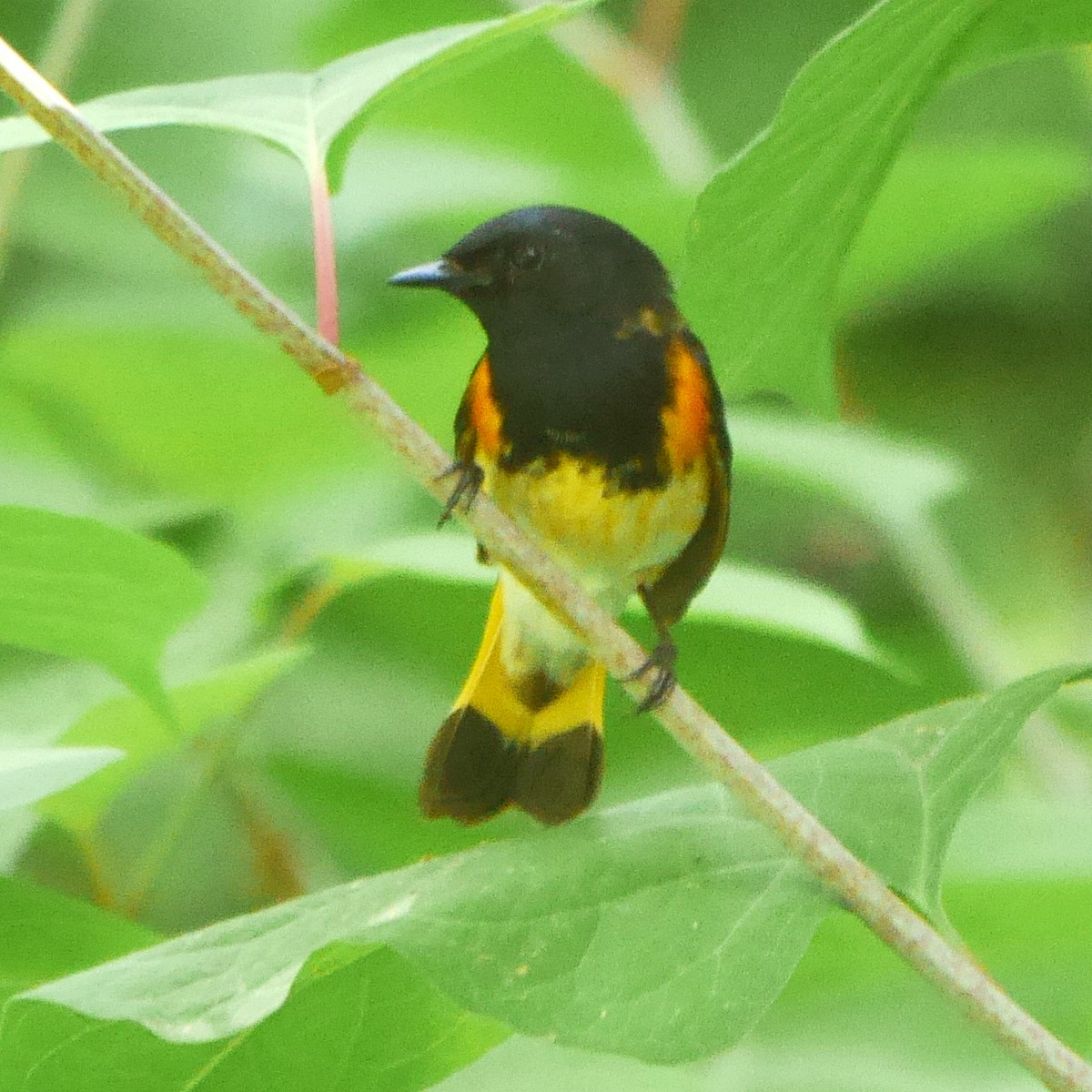 American Redstart - ML249926711