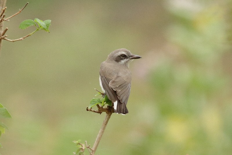 Sri Lanka Woodshrike - ML249926991