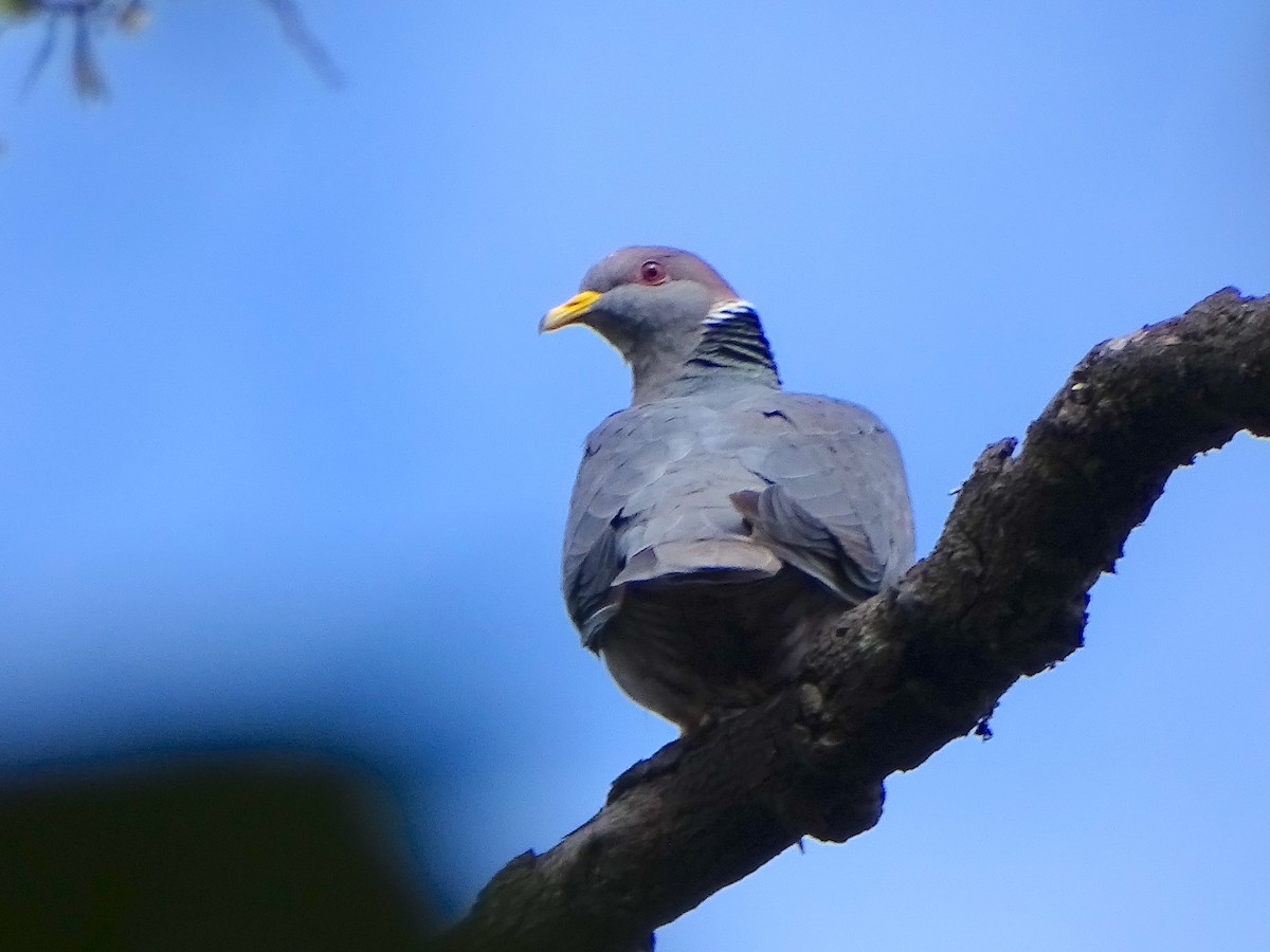 Band-tailed Pigeon - Cesar Alvarez                        @birder_cesar
