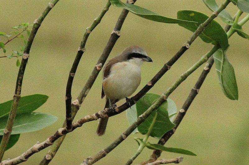 Brown Shrike (Brown) - Dermot Breen