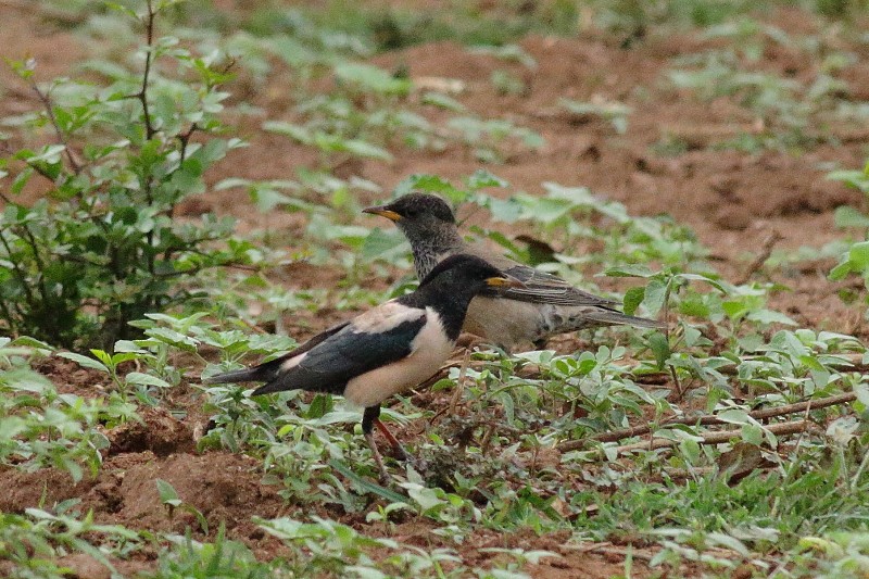 Rosy Starling - ML249927311