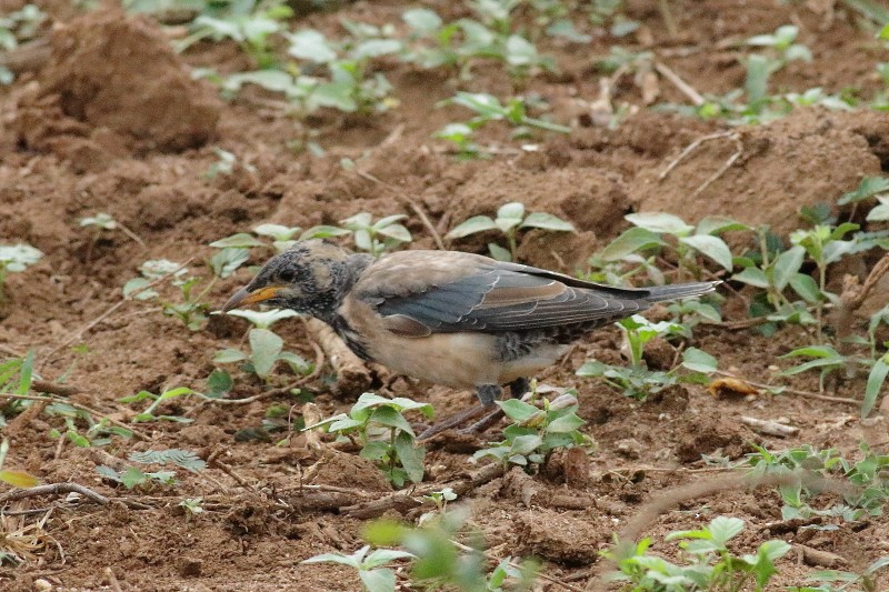 Rosy Starling - ML249927321