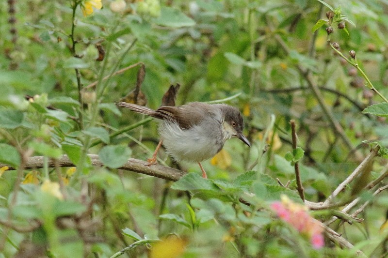 Gray-breasted Prinia - Dermot Breen