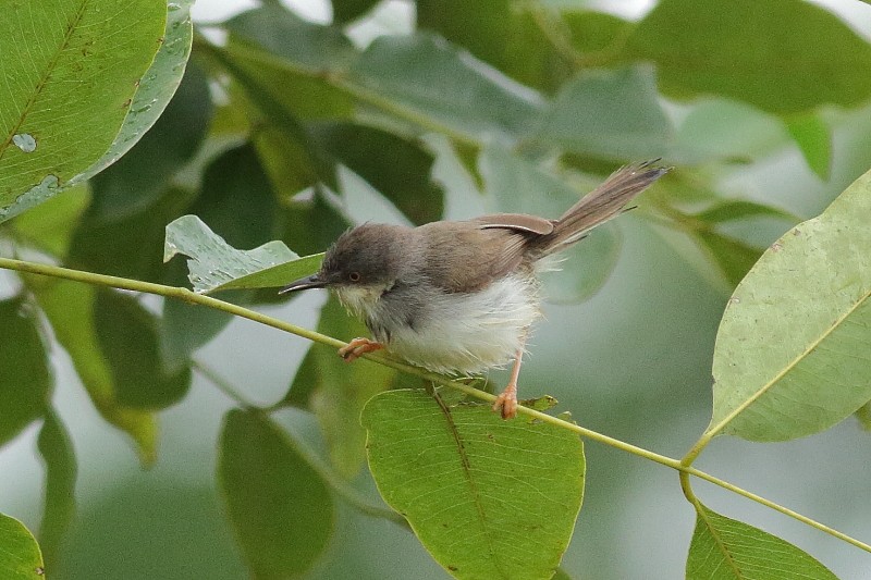 Gray-breasted Prinia - Dermot Breen