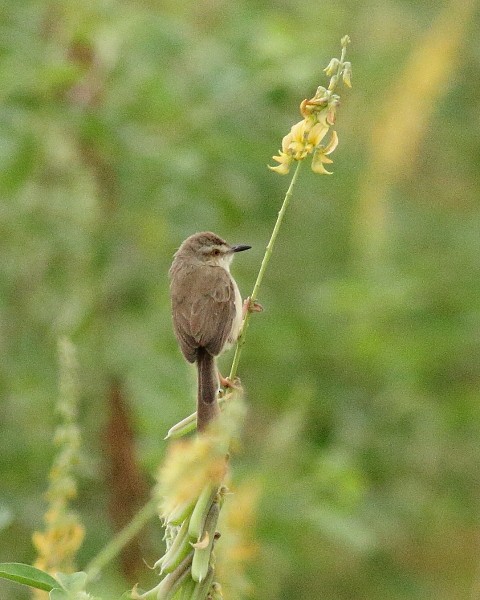 Prinia Sencilla - ML249927751