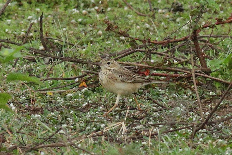 Blyth's Pipit - ML249928191