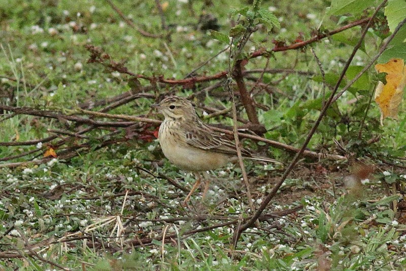 Blyth's Pipit - ML249928201