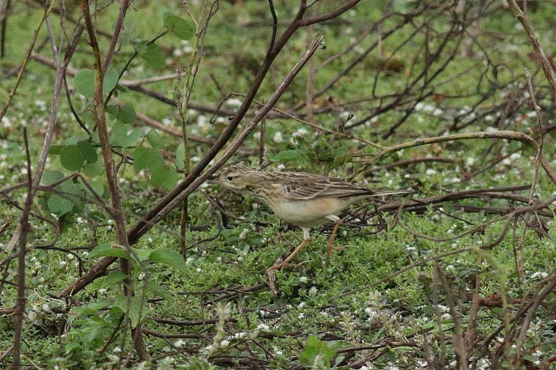 Blyth's Pipit - ML249928211