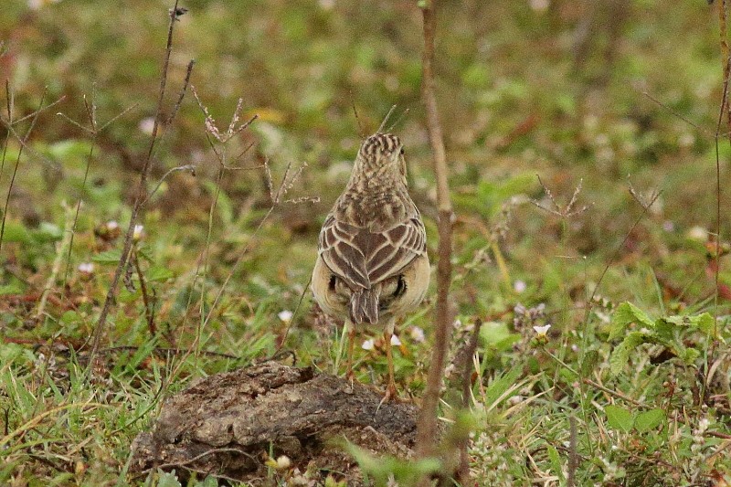 Blyth's Pipit - Dermot Breen