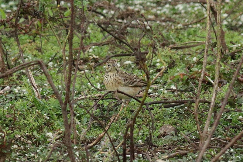 Blyth's Pipit - ML249928231