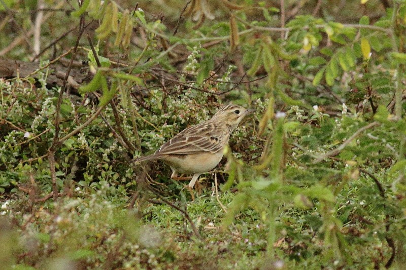 Blyth's Pipit - ML249928241