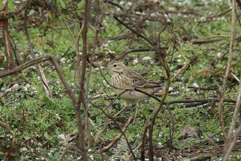 Blyth's Pipit - Dermot Breen