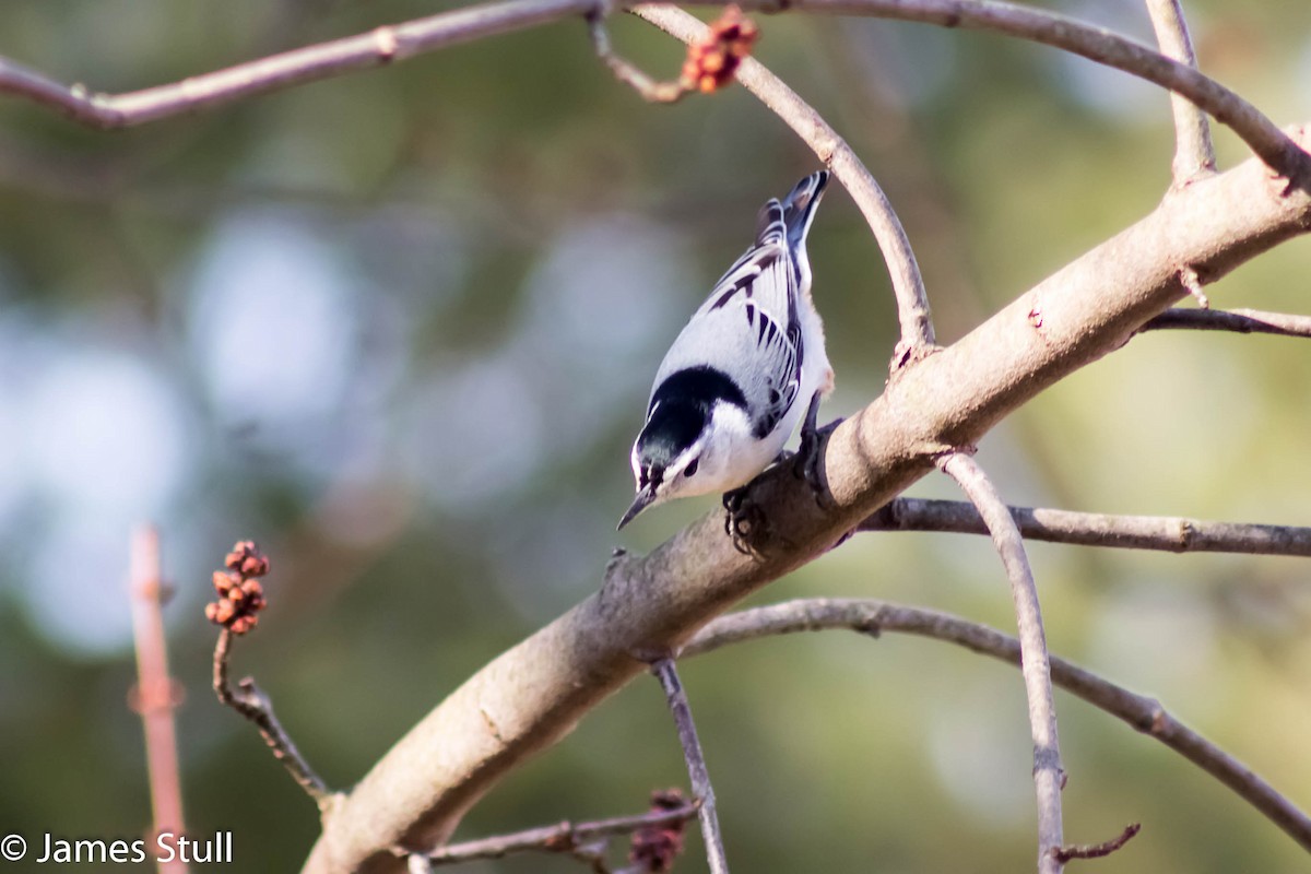 White-breasted Nuthatch - ML24992911