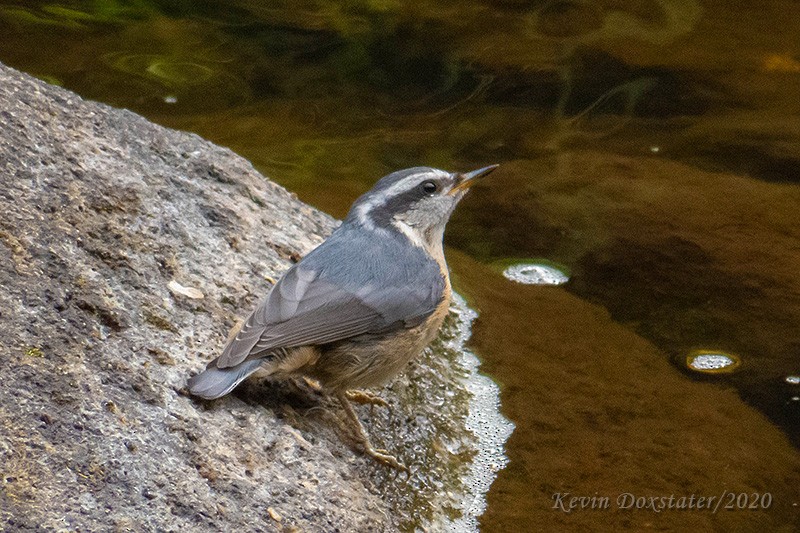 Red-breasted Nuthatch - ML249929891