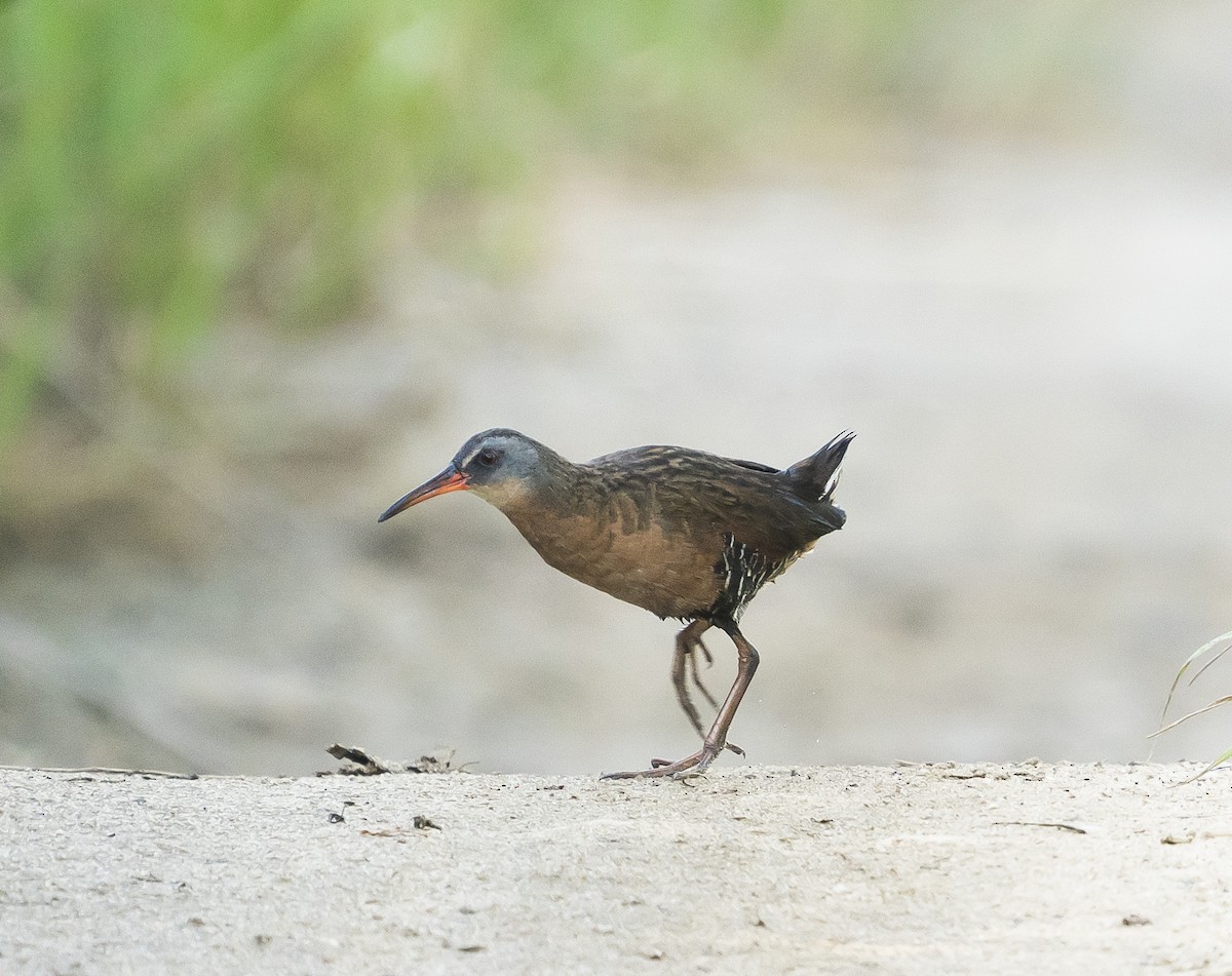 Virginia Rail - Anonymous