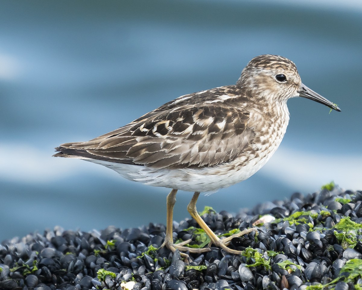 Least Sandpiper - ML249931131