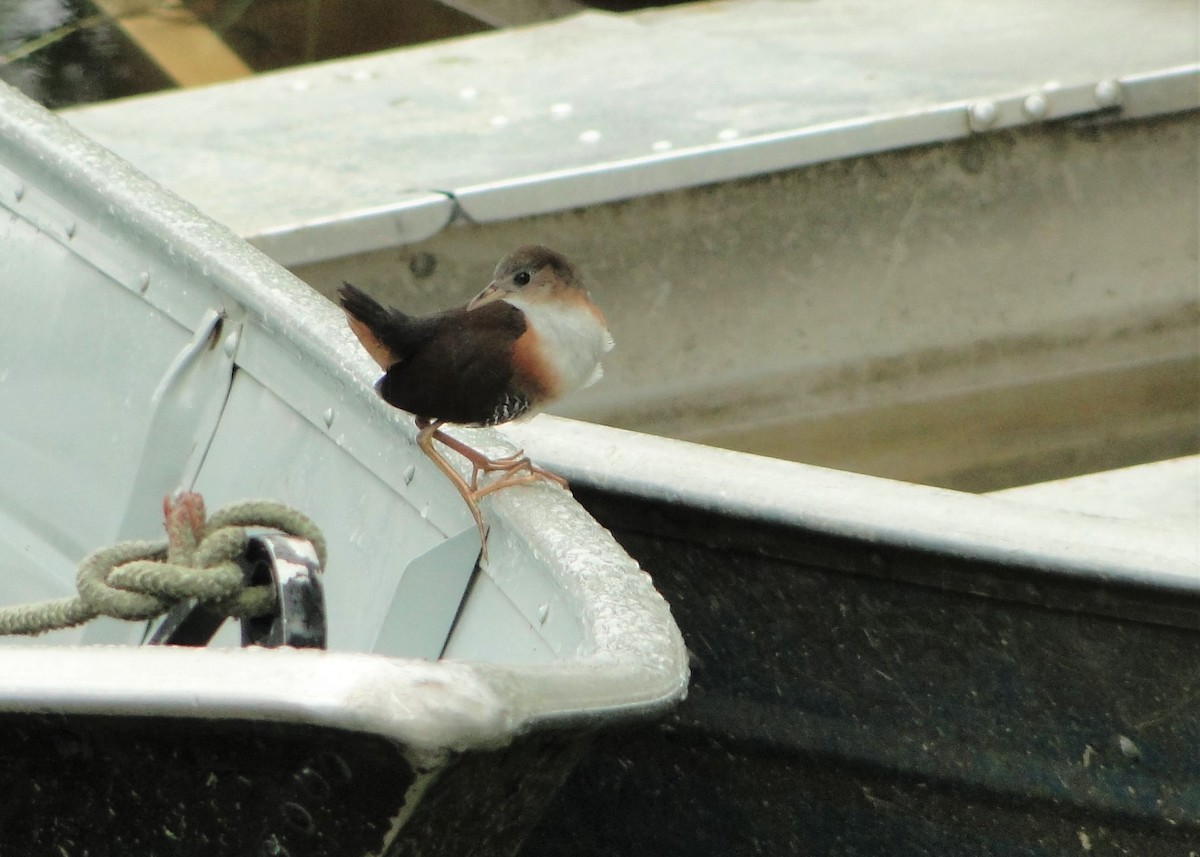 Rufous-sided Crake - ML249931441