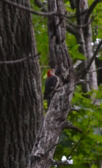 Red-bellied Woodpecker - ML249931901