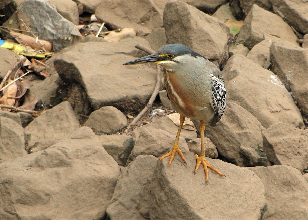 Striated Heron - Carlos Otávio Gussoni