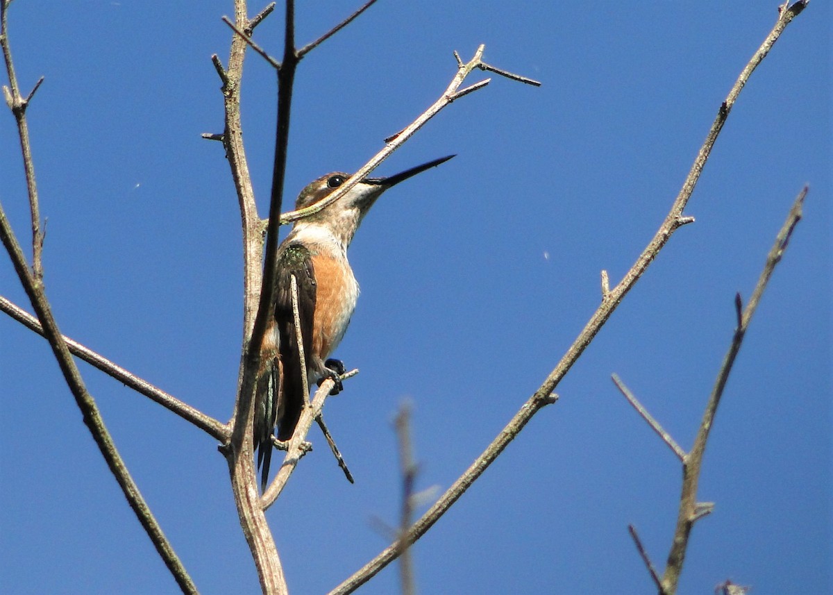 Colibrí Amatista - ML249932731