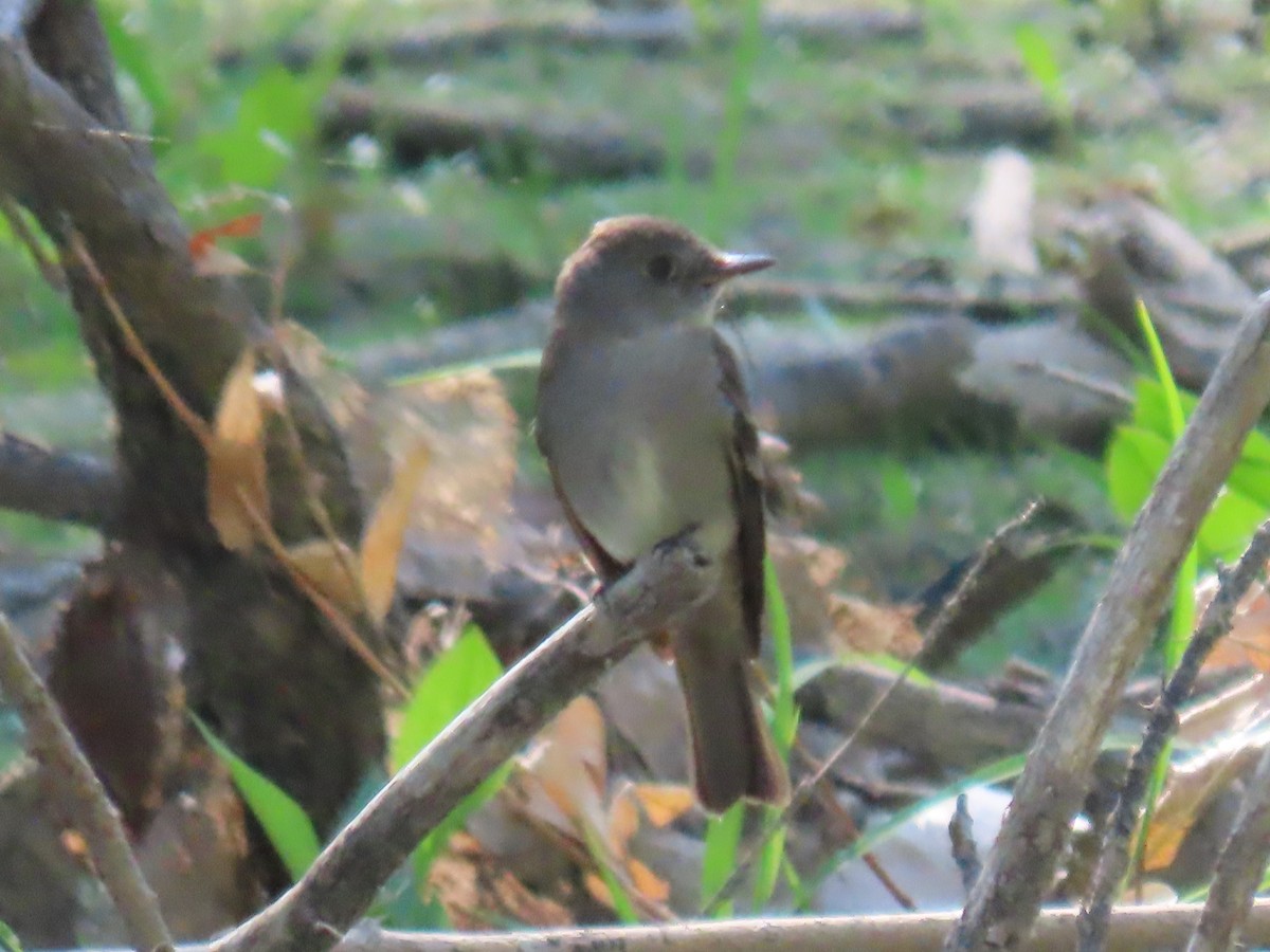 Western Wood-Pewee - Katherine Holland