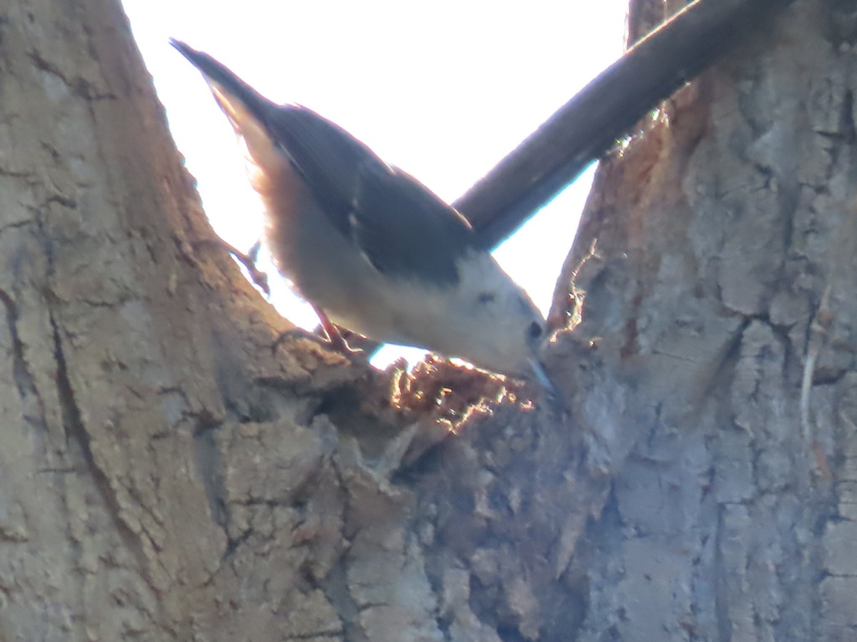 White-breasted Nuthatch - ML249933931