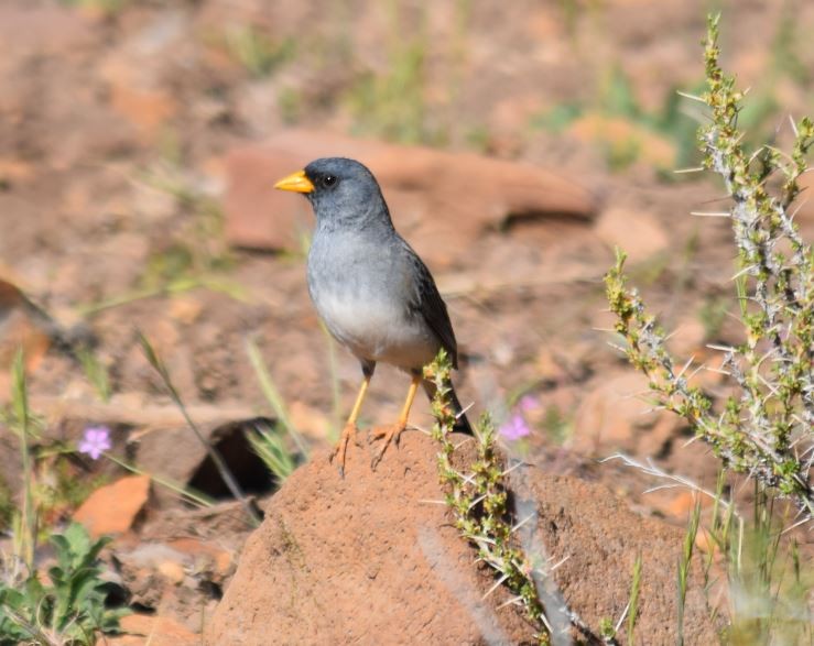 Band-tailed Sierra Finch - ML249934051