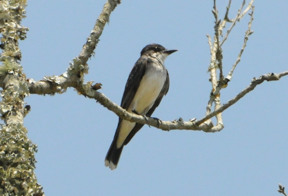 Eastern Kingbird - ML249934331