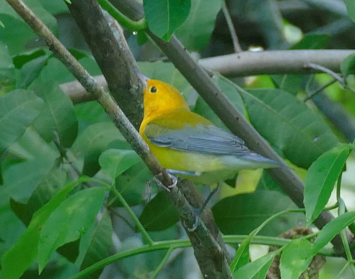 Prothonotary Warbler - ML249935191