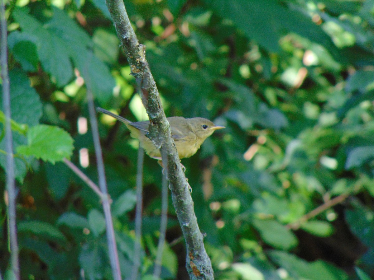 Common Yellowthroat - ML249935511