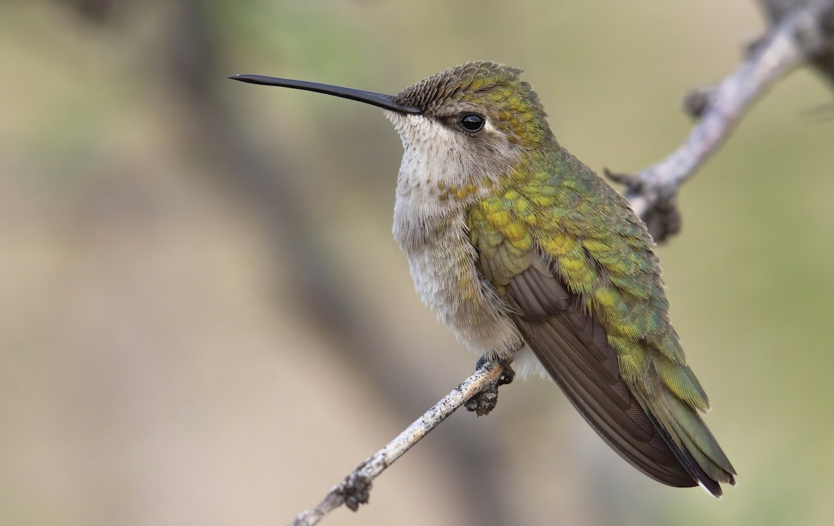 Black-chinned Hummingbird - Marky “Dark Arremon” Mutchler