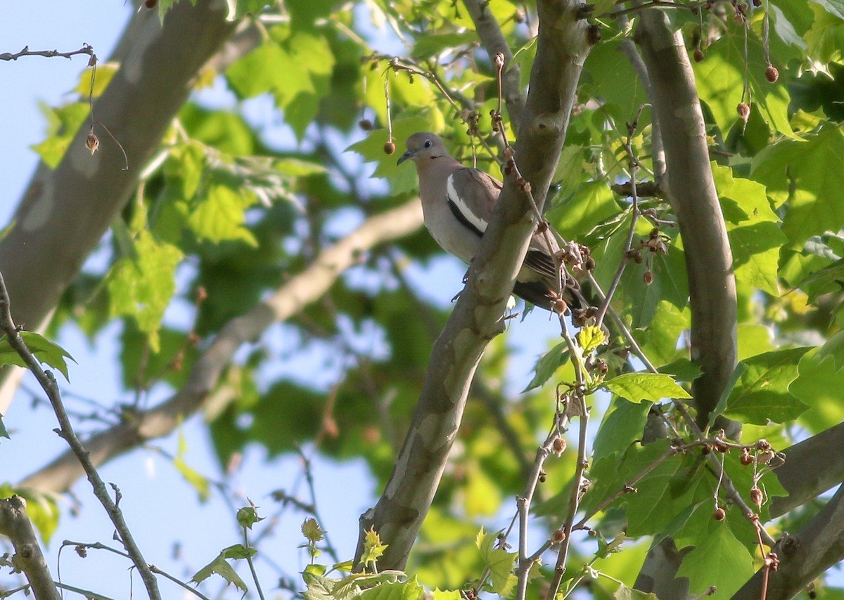 White-winged Dove - ML249935951