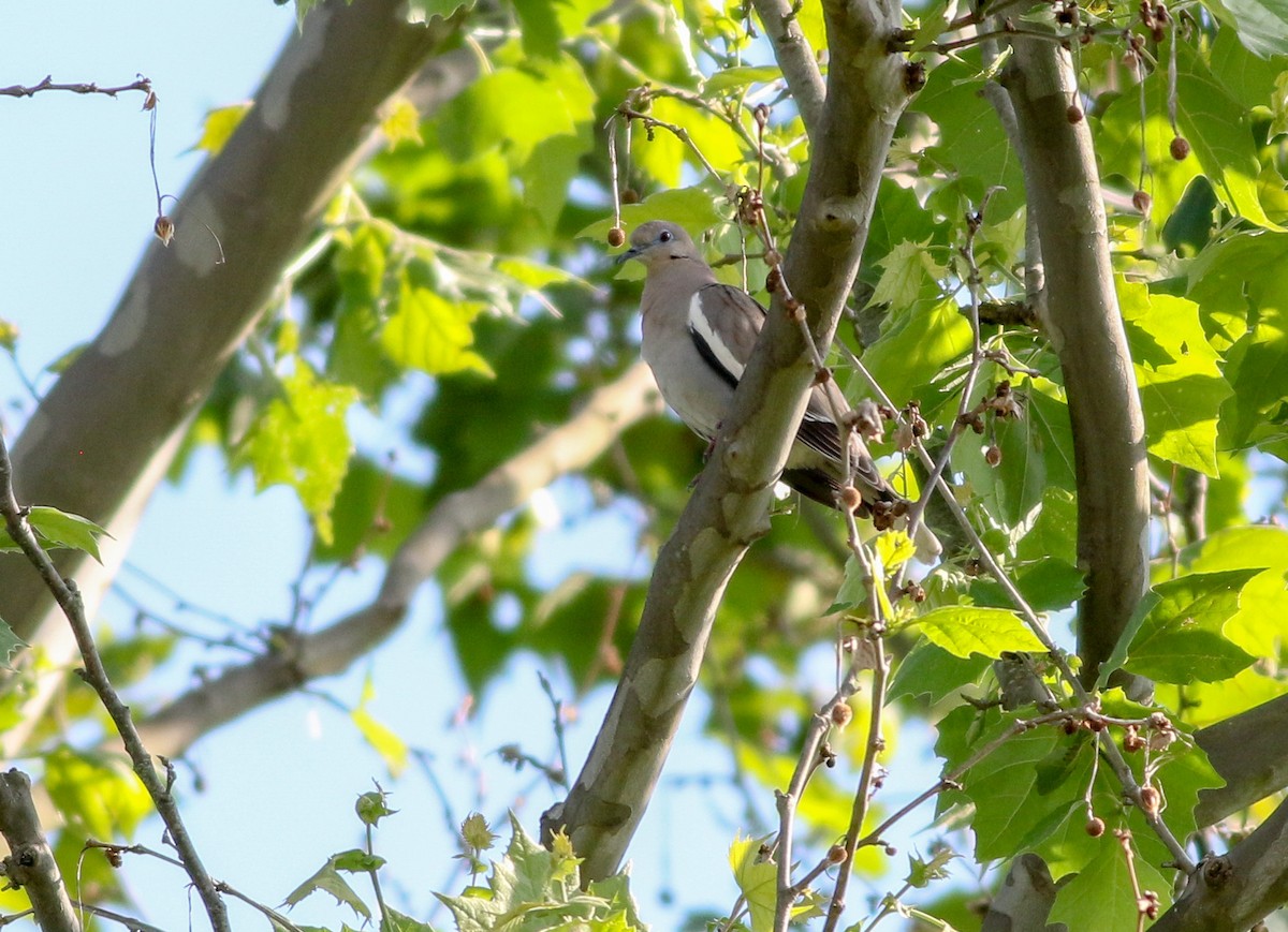 White-winged Dove - ML249935971