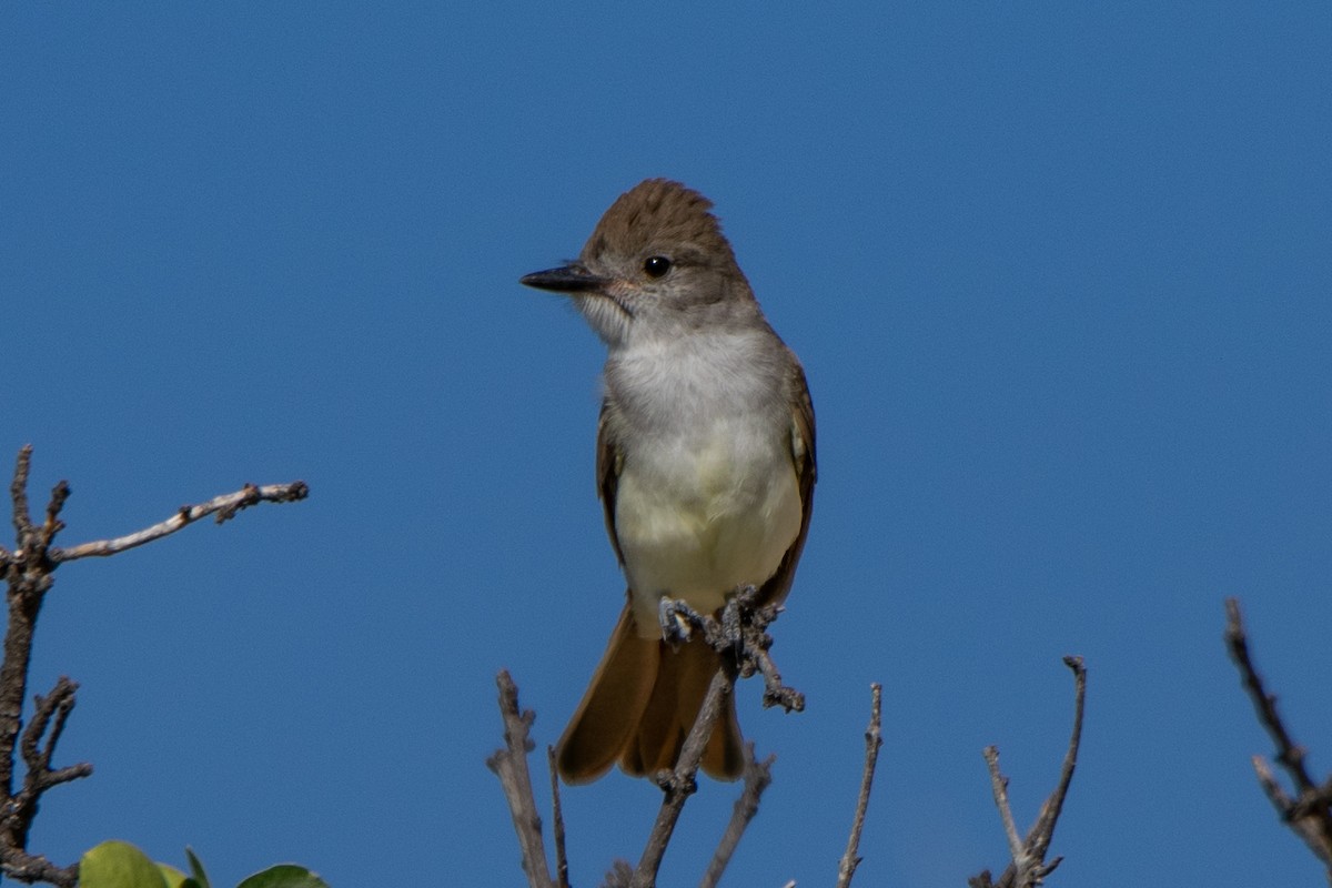 Ash-throated Flycatcher - ML249936001