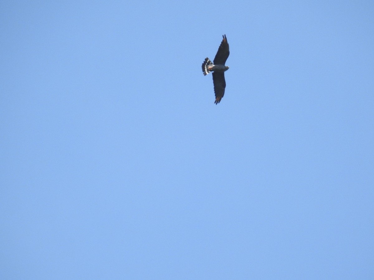 Plumbeous Kite - ML249936031